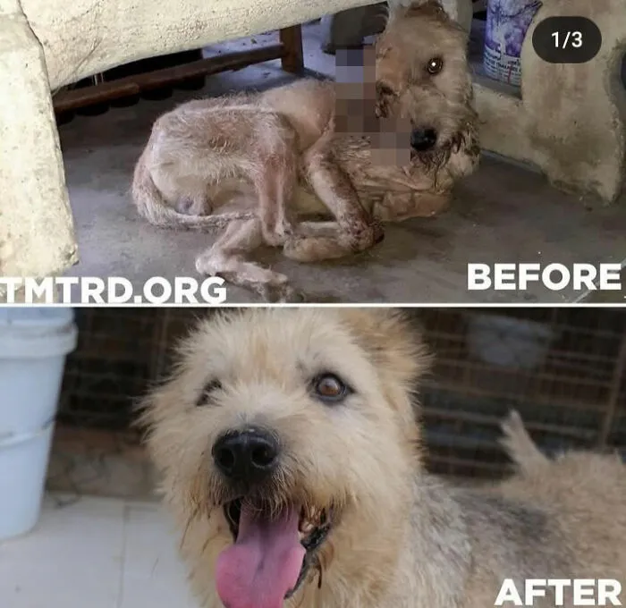 From Skin And Bones To Happy And Healthy: These Dog Transformations Might Melt Your Heart (17 Pics)