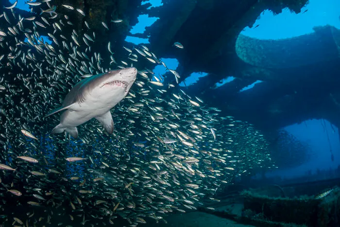 This Photographer Captures Nature’s Quiet Beauty Through His 39 Powerful Wildlife Photos