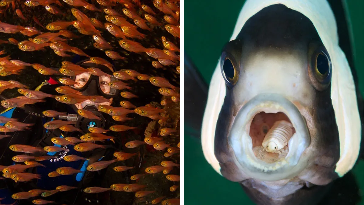 30 Prize-Winning Underwater Images That Reveal The Ocean’s Hidden Wonders