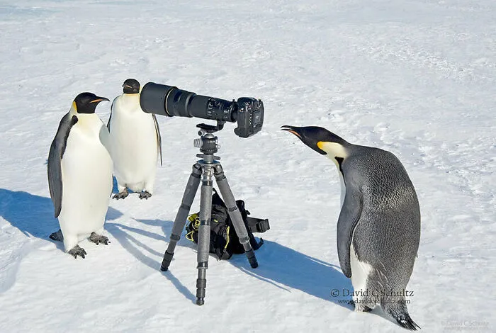 21 Funny Moments When Animals Disturbed Wildlife Photographers At Work