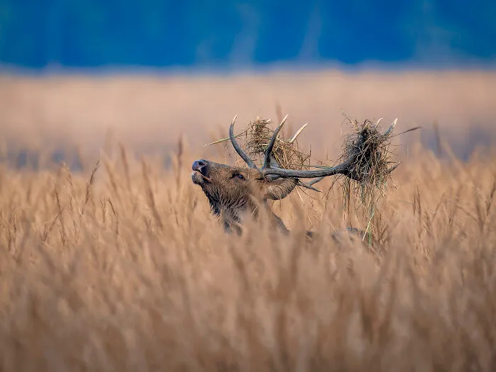 This Photographer Captures Nature’s Quiet Beauty Through His 39 Powerful Wildlife Photos