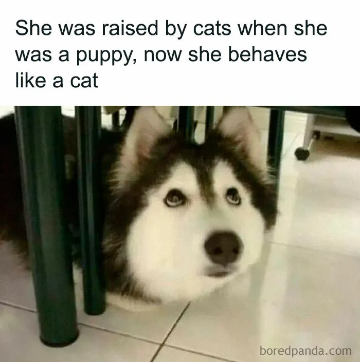 Dog behaving like a cat, peeking under a table, showcasing funny and awkward animal behavior.