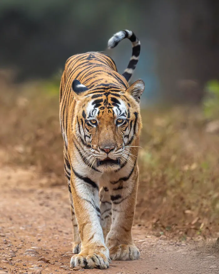 This Photographer Captures Nature’s Quiet Beauty Through His 39 Powerful Wildlife Photos