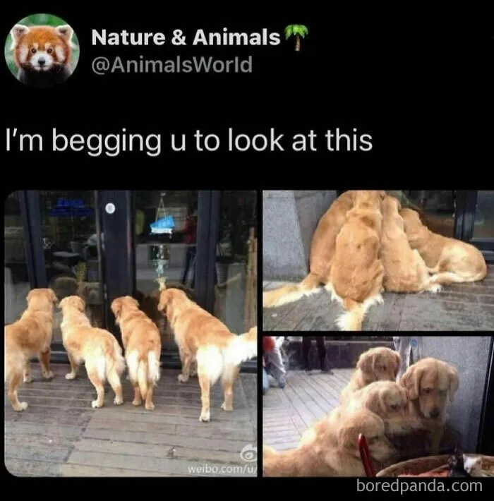 Four funny and awkward dogs peering through a glass door and huddling together outside.