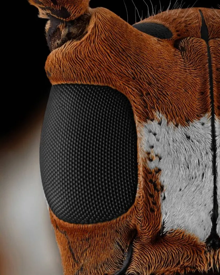 Prosoposera Lactator - Long-Horned Beetle