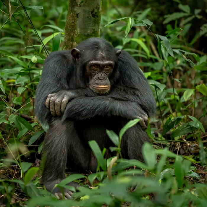 This Photographer Captures Nature’s Quiet Beauty Through His 39 Powerful Wildlife Photos