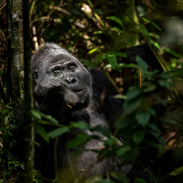 This Photographer Captures Nature’s Quiet Beauty Through His 39 Powerful Wildlife Photos