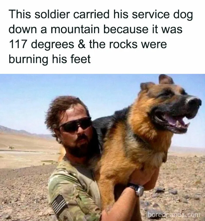 50 Funny Pics Featuring All Kinds Of Animals To Brighten Up Your Day (New Pics)