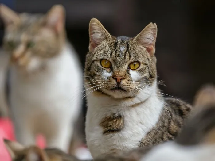 Things Cats Presented To Their Owners Very Proudly (30 Examples)