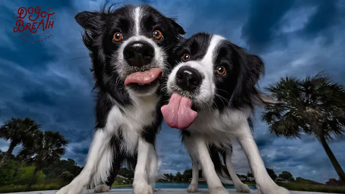 This Photographer Took Wholesome Photos Of Shelter Dogs On Their Greatest Adventure (5 Pics)