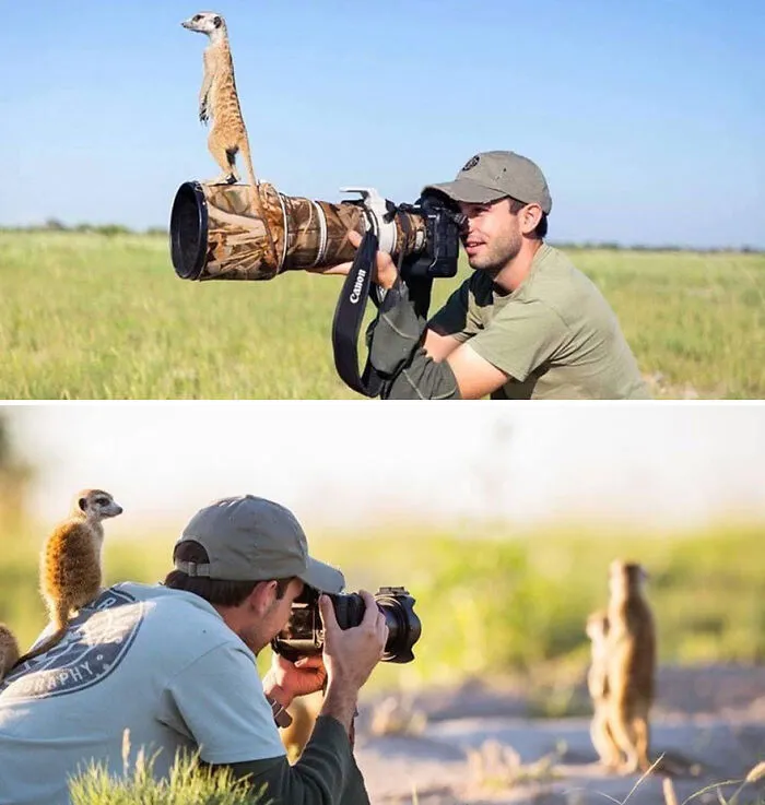21 Funny Moments When Animals Disturbed Wildlife Photographers At Work