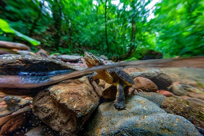 30 Unforgettable Wildlife Moments Captured By This Photographer