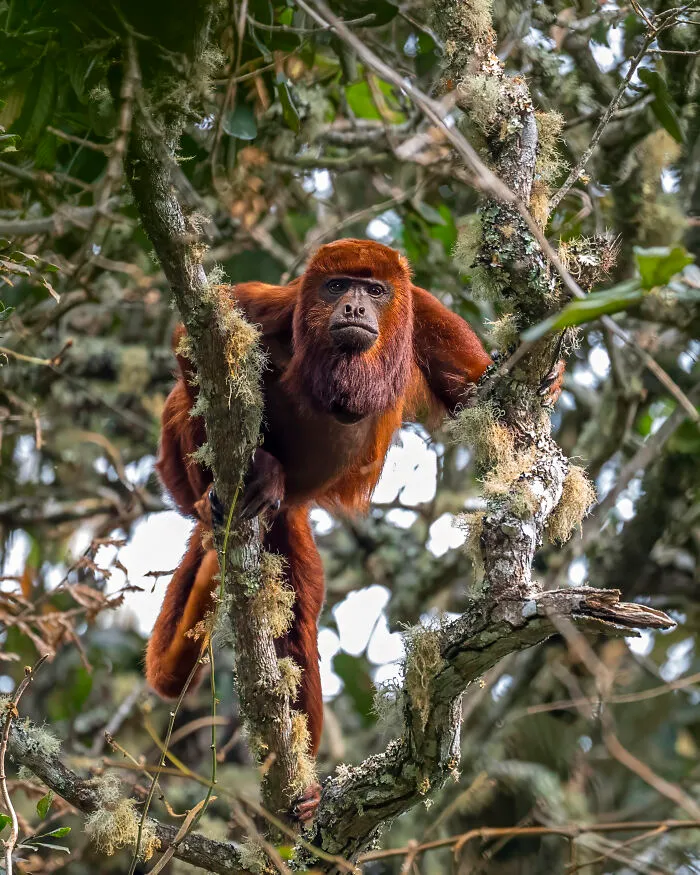 This Photographer Captures Nature’s Quiet Beauty Through His 39 Powerful Wildlife Photos