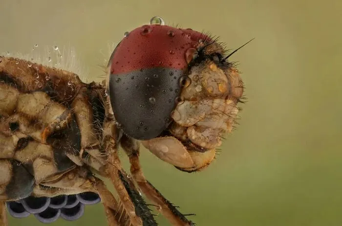 Dragonfly And Parasite