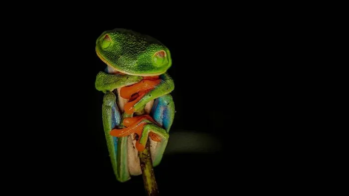 30 Unforgettable Wildlife Moments Captured By This Photographer
