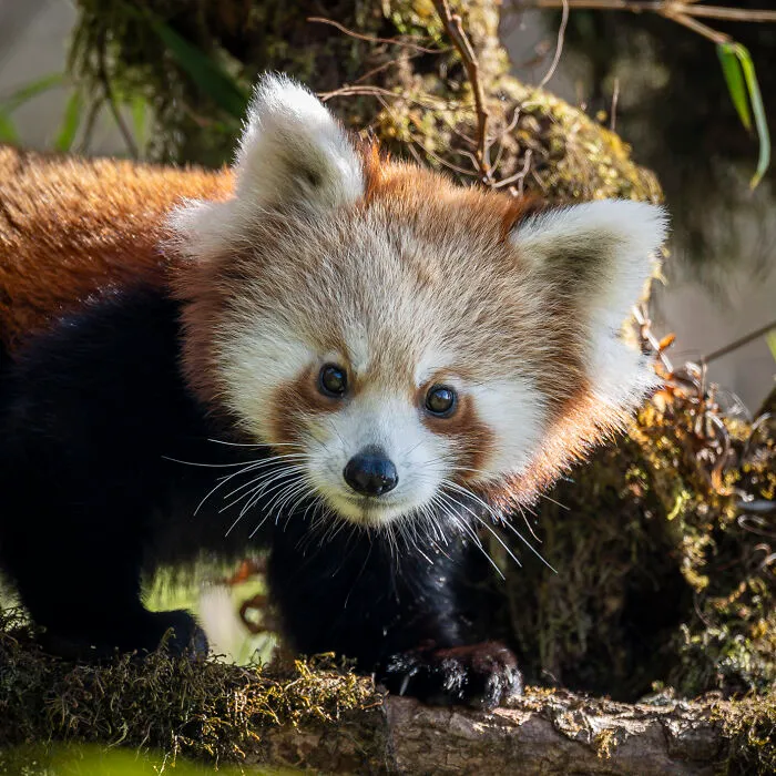 This Photographer Captures Nature’s Quiet Beauty Through His 39 Powerful Wildlife Photos