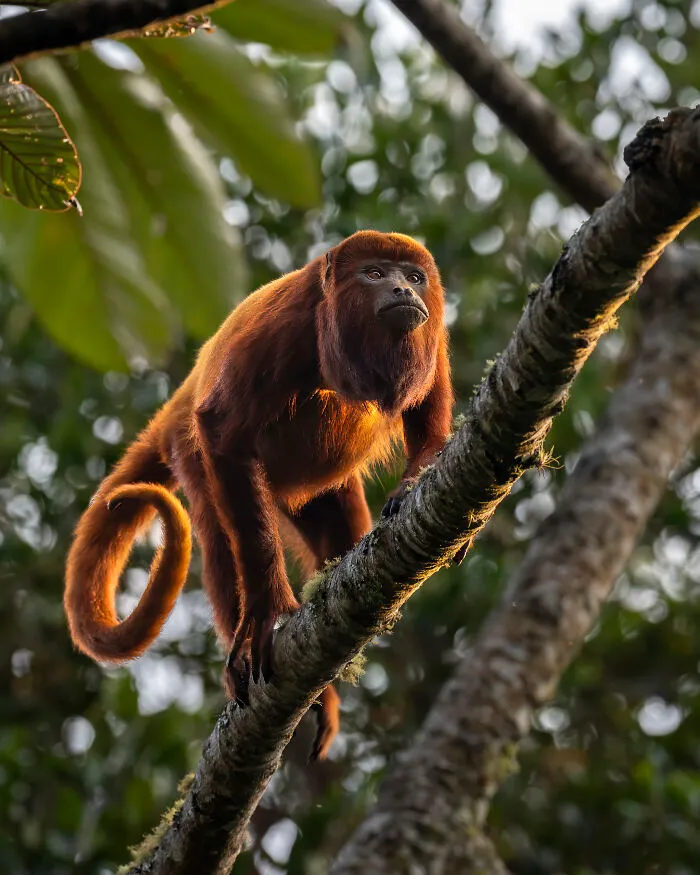 This Photographer Captures Nature’s Quiet Beauty Through His 39 Powerful Wildlife Photos