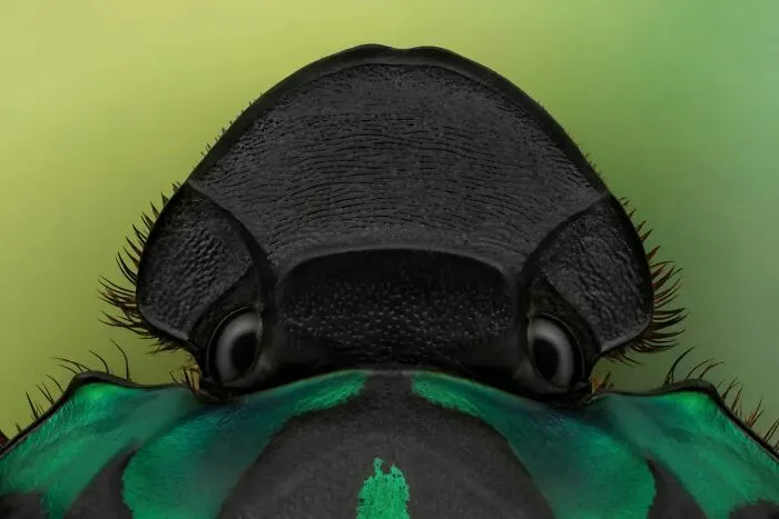 Qxysternon Conspicillatum