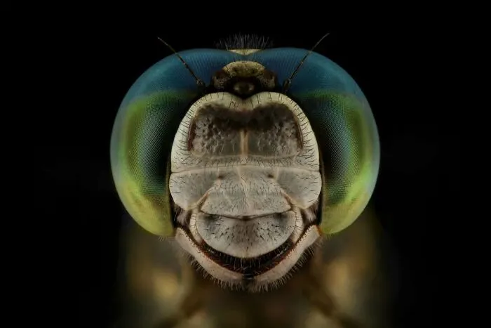 Emperor Dragonfly