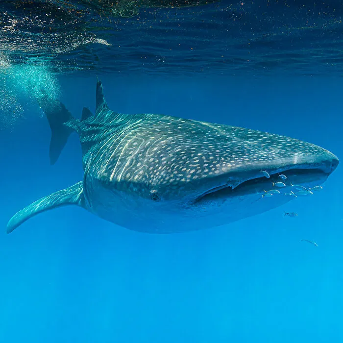 A Photographer Captures Nature’s Most Breathtaking Moments, And Here Are His 30 Best Shots