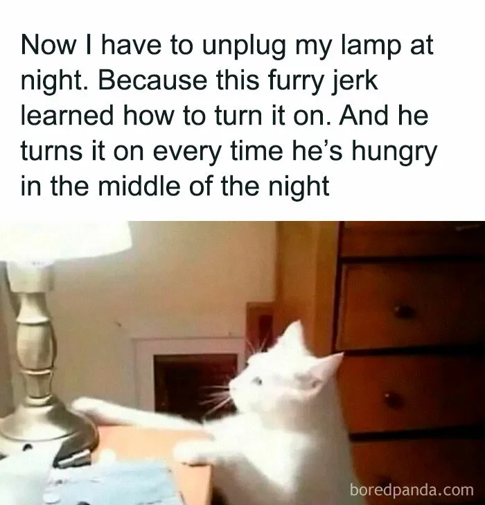 50 Funny Pics Featuring All Kinds Of Animals To Brighten Up Your Day (New Pics)