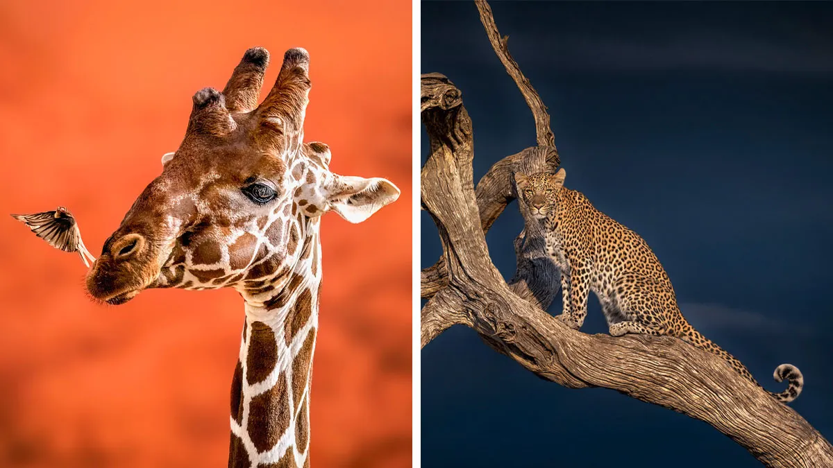 40 Unforgettable Wildlife Photos That Stood Out At The One Eyeland Photography Awards
