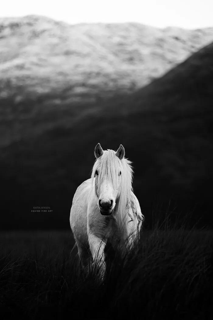 "Spirits Of The Highlands": My 22 Photos Of Ponies That I Took In Scotland