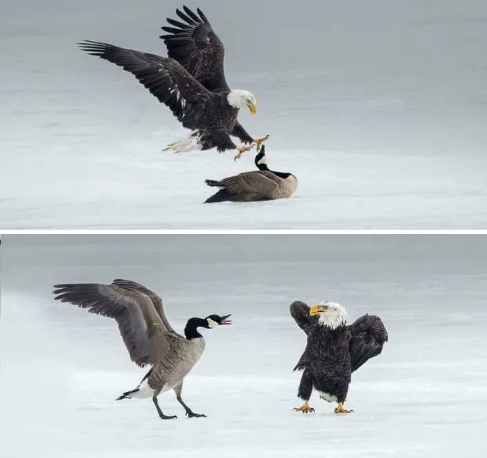 To Attack A Canada Goose