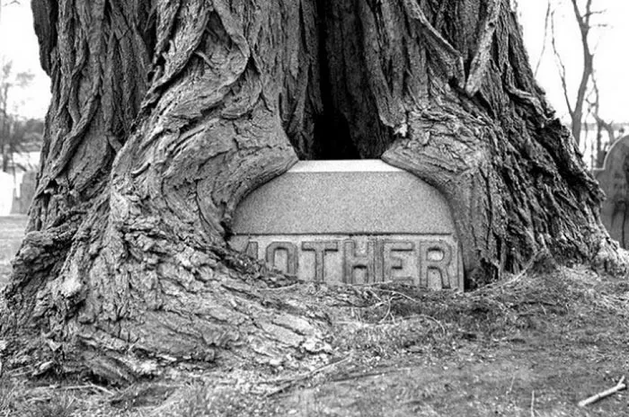 Mother Tombstone In The Old Burying Ground, Wakefield, Ma. Love How The Tree Is Now Hugging Her