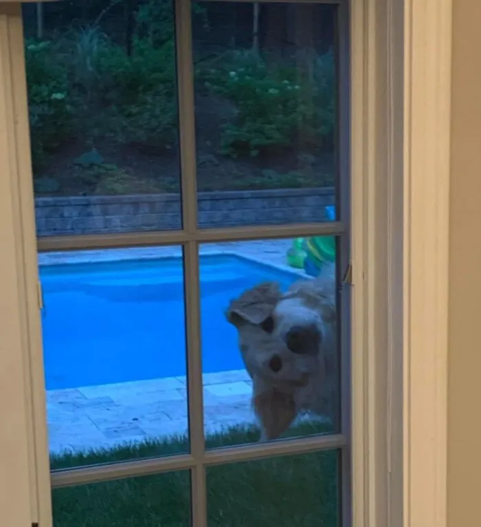 50 Times Animals Acted So Weird They Ended Up On The “Not My Animal” Page (New Pics)