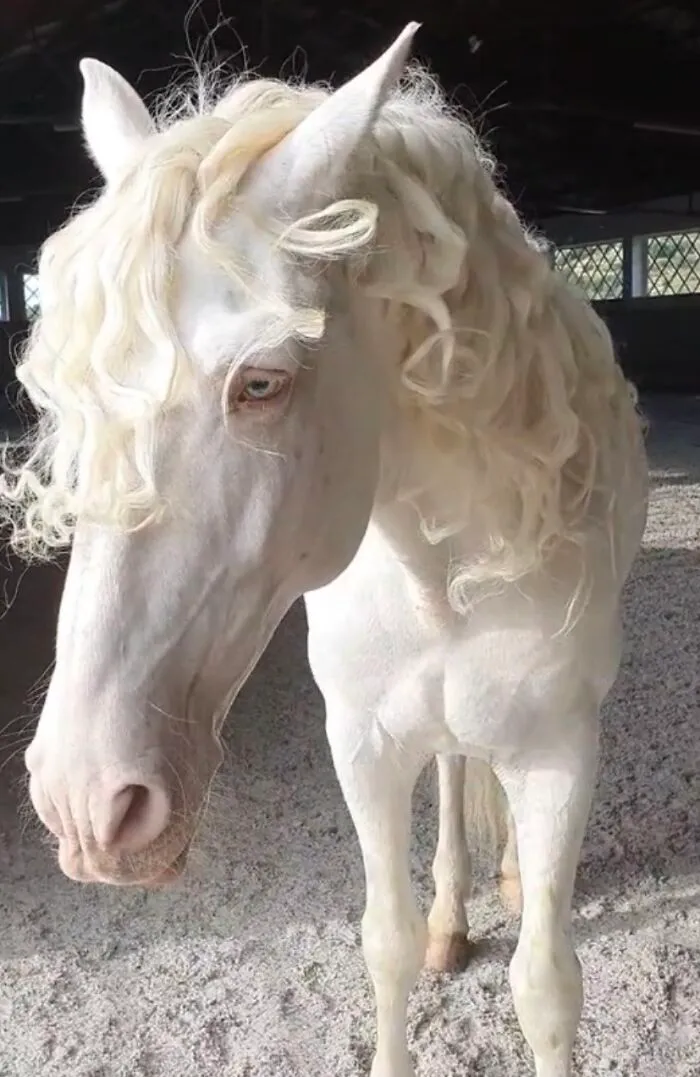 50 Times Animals Acted So Weird They Ended Up On The “Not My Animal” Page (New Pics)