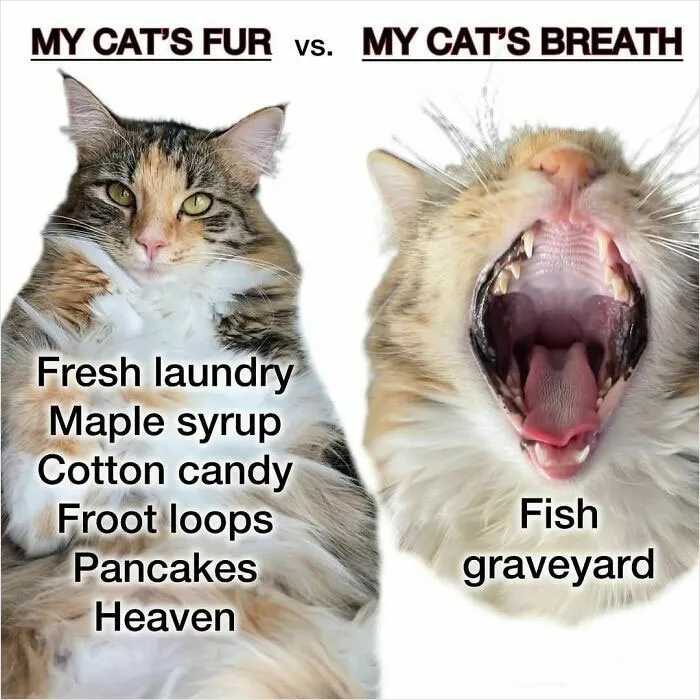 50 Funny Memes To Bring Some Much-Needed Laughter Into Your Life (New Pics)