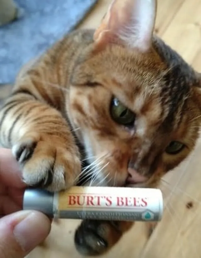 Things Cats Presented To Their Owners Very Proudly (30 Examples)