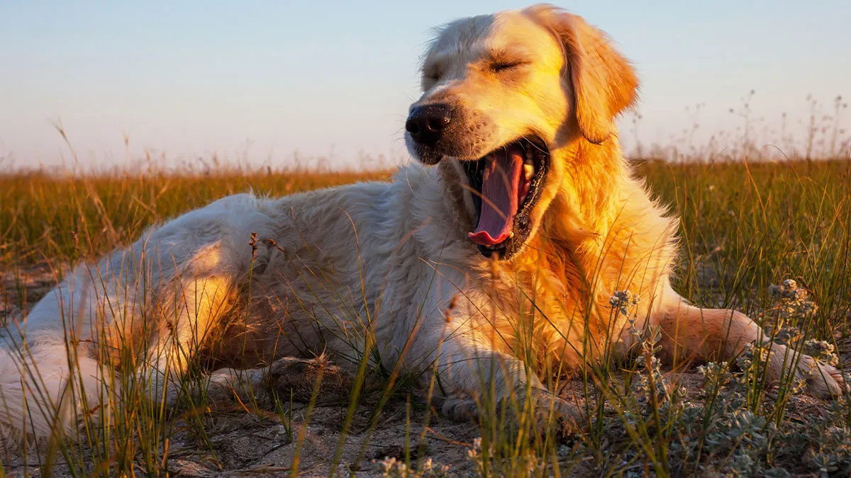 Guy Comes Back After Trip And Gets News Wife Euthanized His 12YO Dog, Is Beyond Livid