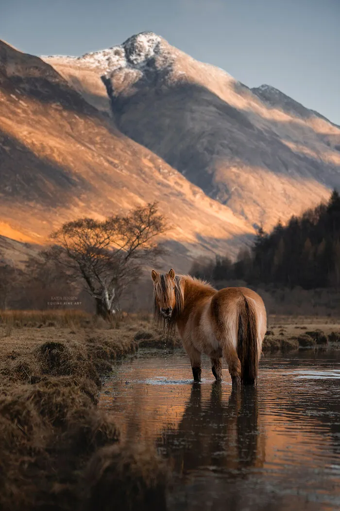 "Spirits Of The Highlands": My 22 Photos Of Ponies That I Took In Scotland