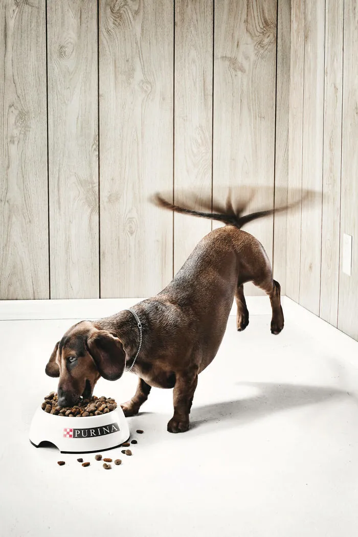 Paw-Sitive Impact: 29 Iconic Dog Ads That Stole Hearts Globally