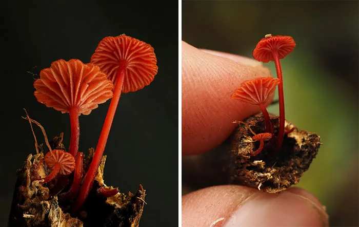 Cruentomycena Viscidocruenta