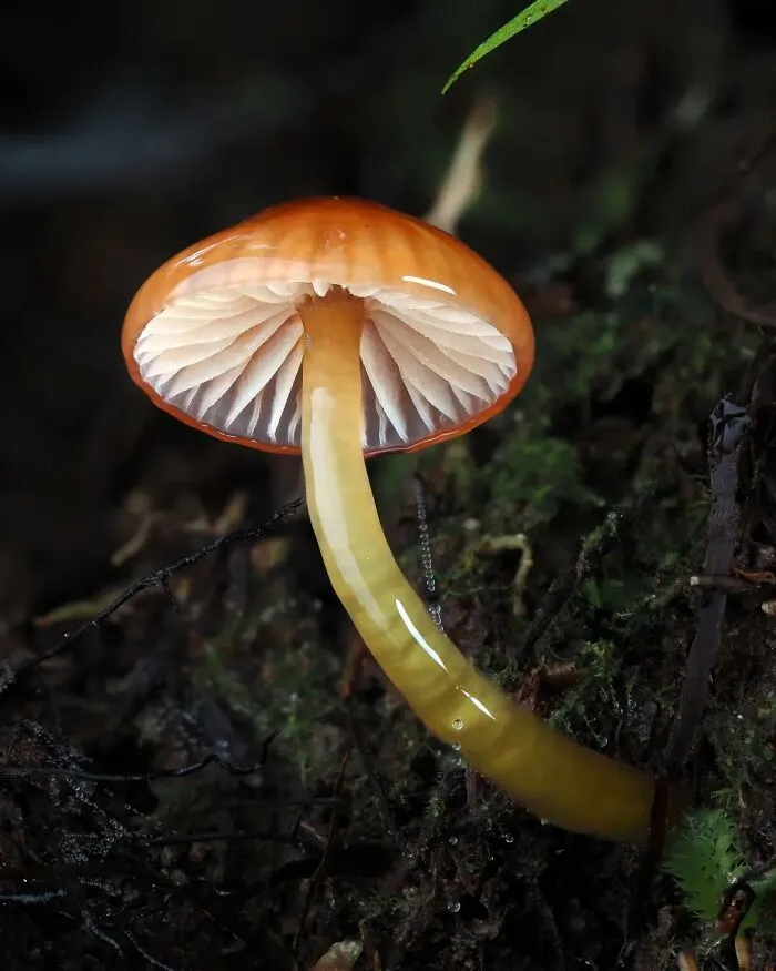 Close-up of a tiny mushroom with a shiny cap, surrounded by a dark, natural woodland setting.