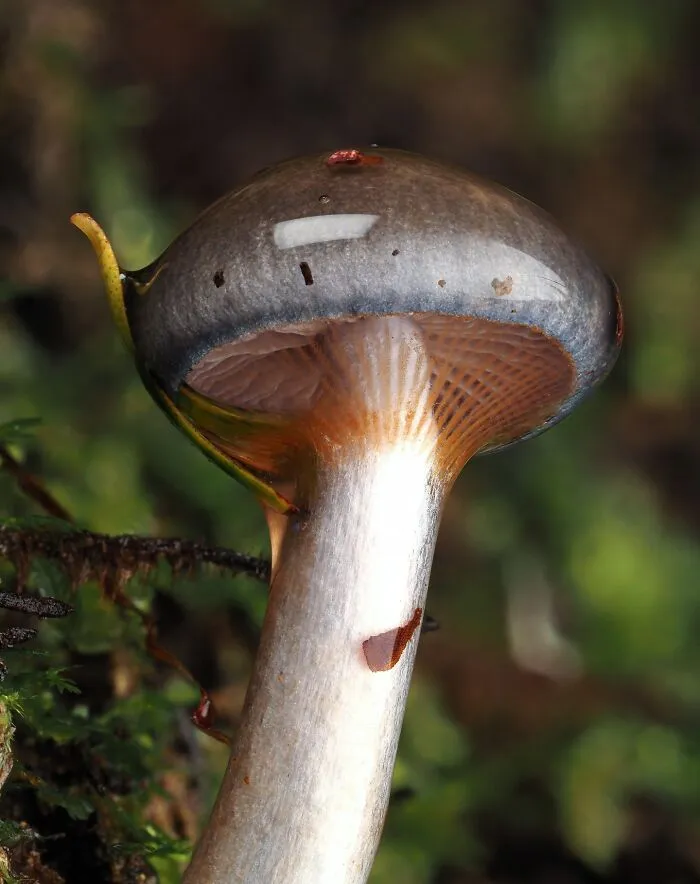 Cortinarius Rotundisporus