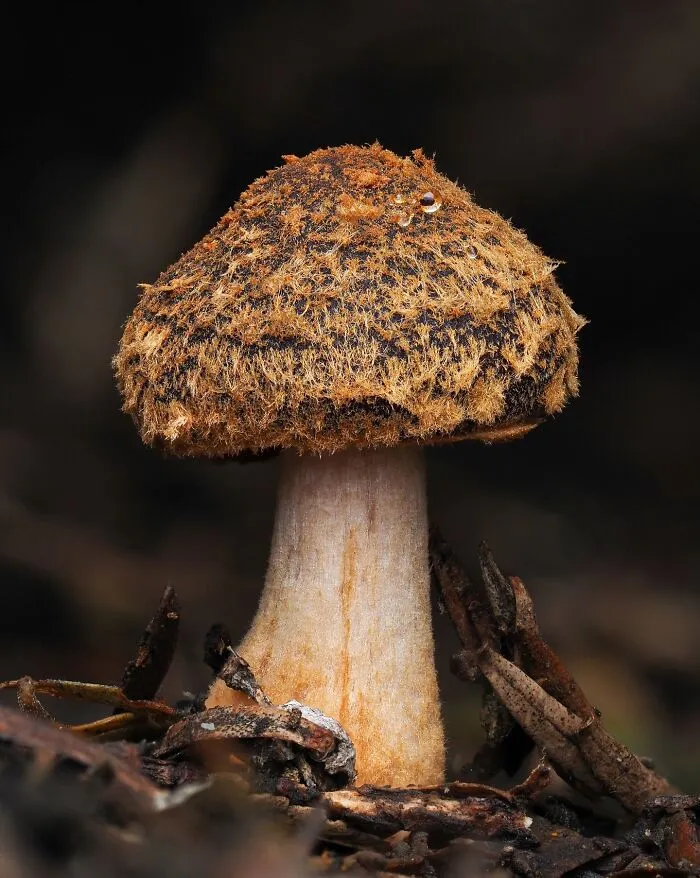 Descolea