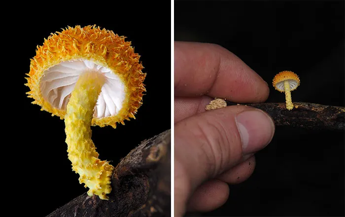 Cyptotrama Asprata