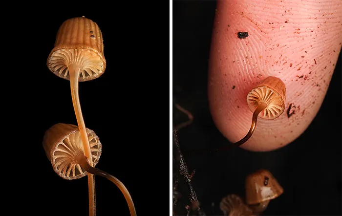 Mycena Erua