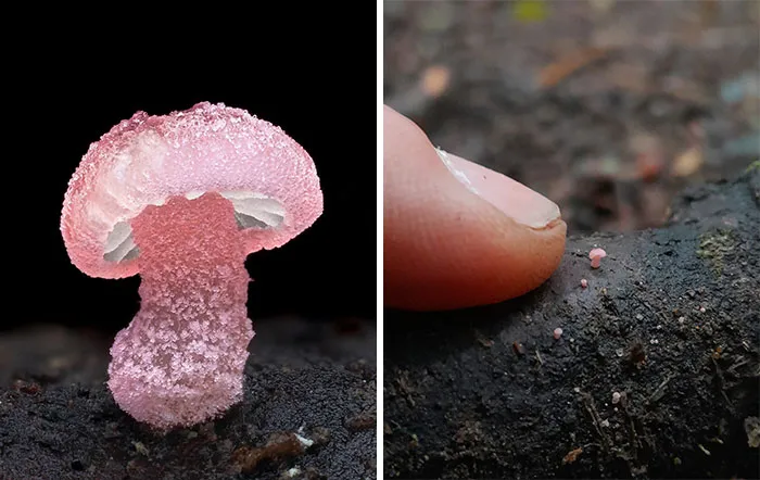 Mycena Roseoflava