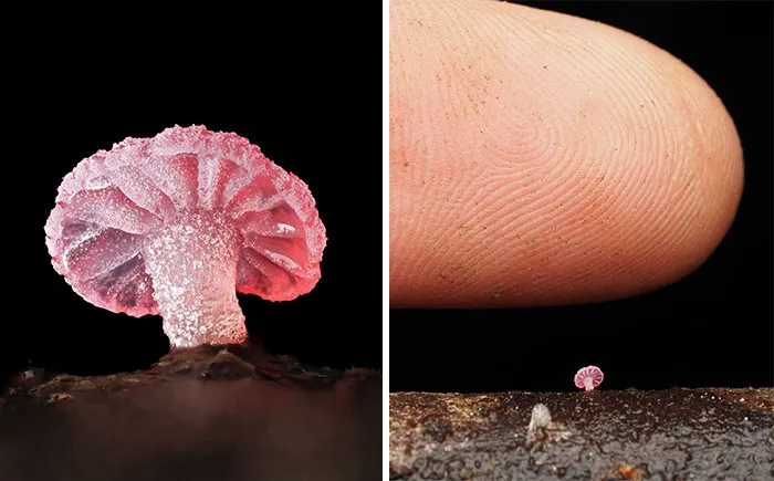 Mycena Roseoflava