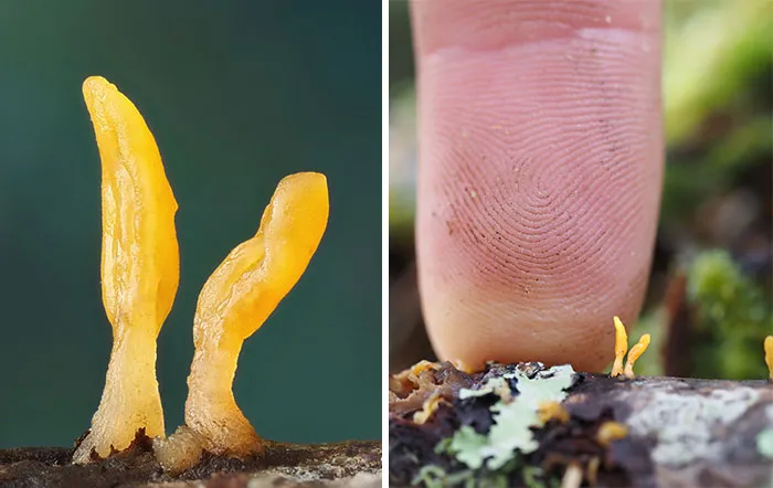 Close-up of tiny yellow mushrooms beside a fingertip, highlighting their miniature size and detail.