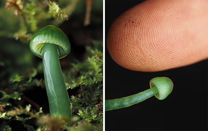 Gliophorus Viridis