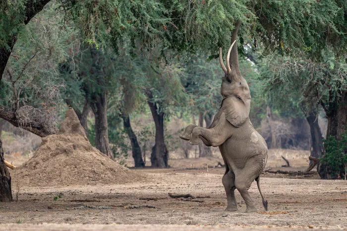 This Photographer Captures Nature’s Quiet Beauty Through His 39 Powerful Wildlife Photos