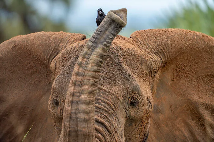 This Photographer Captures Nature’s Quiet Beauty Through His 39 Powerful Wildlife Photos