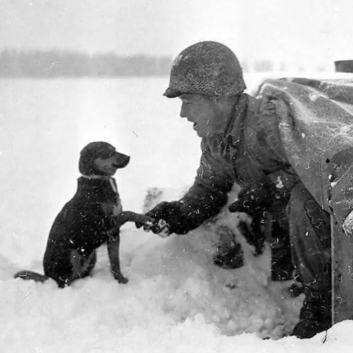 A Soldier Of The Us 535th Anti-Aircraft Artillery Battalion With A Dog On The Ardennes Front, Belgium, January 1945