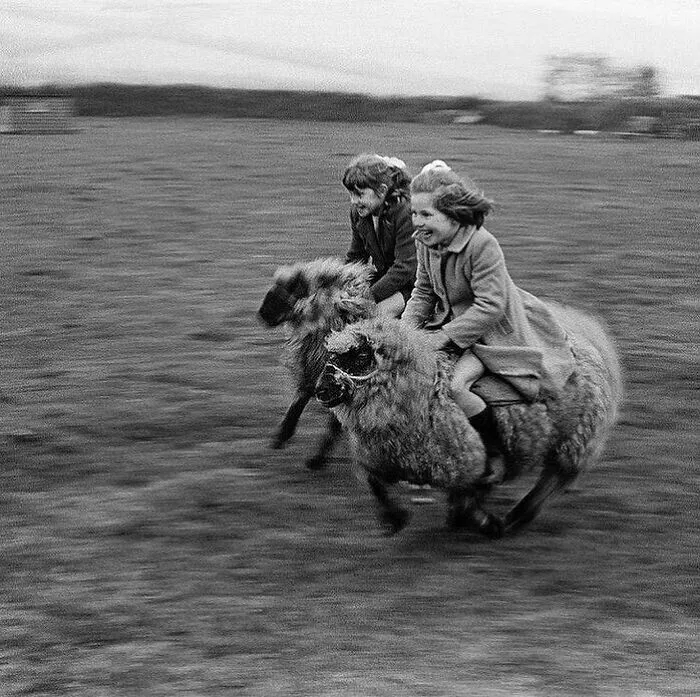 Two Girls Galloping On Sheep, Cornwall, England, 1969